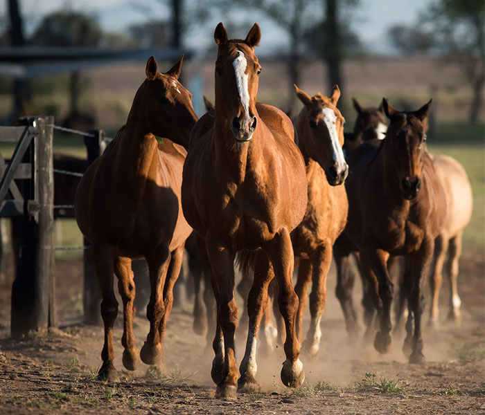 caballos2
